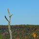 Illustration for article titled Fall Photos 2